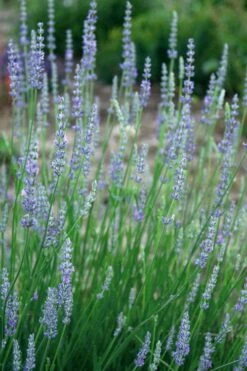 Provence French Lavender - 5 Pack Of Quart Pots -Garden Plants Shop lavandula20intermedia provencer french lavender 103