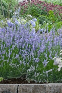 Provence French Lavender - 5 Pack Of Quart Pots -Garden Plants Shop lavandula20intermedia provencer french lavender 106
