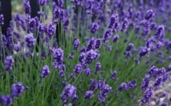 Sweet Romance English Lavender Plant - 1 Gallon Pot 15 Sweet Romance English Lavender Plant - 1 Gallon Pot -Garden Plants Shop lavendula angustifolia sweet romance lavender 3