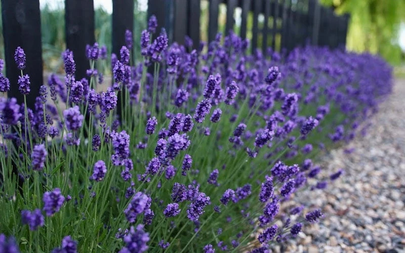 Sweet Romance English Lavender Plant - 1 Gallon Pot 6 Sweet Romance English Lavender Plant - 1 Gallon Pot - Image 4