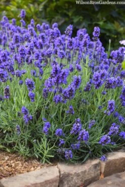 Sweet Romance English Lavender Plant - 1 Gallon Pot 19 Sweet Romance English Lavender Plant - 1 Gallon Pot -Garden Plants Shop lavendula angustifolia sweet romance lavender 6
