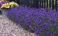 Sweet Romance English Lavender Plant - 1 Gallon Pot 17 Sweet Romance English Lavender Plant - 1 Gallon Pot -Garden Plants Shop lavendula angustifolia sweet romance lavender 8