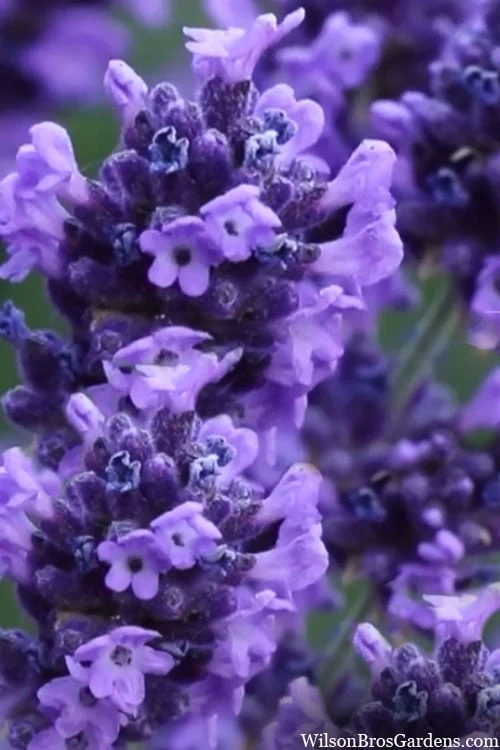 Sweet Romance English Lavender Plant - 1 Gallon Pot 10 Sweet Romance English Lavender Plant - 1 Gallon Pot - Image 8