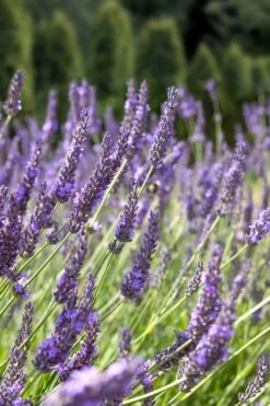 Grosso Lavender - 1 Gallon Pot -Garden Plants Shop lavendula intermedia grosso french lavender 2 1