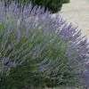 Grosso Lavender - 5 Pack Of Quart Pots -Garden Plants Shop lavendula intermedia grosso french lavender 3