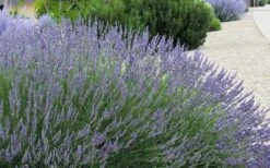 Grosso Lavender - 1 Gallon Pot -Garden Plants Shop lavendula intermedia grosso french lavender 4 1