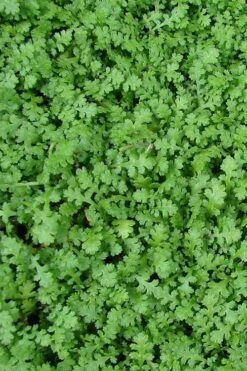 Miniature Brass Buttons Fairy Fern (Leptinella Gruveri) - 6 Pack Of Pint Pots -Garden Plants Shop leptinella gruveri miniature brass buttons fairy fern 3