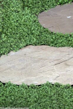 Miniature Brass Buttons Fairy Fern (Leptinella Gruveri) - 6 Pack Of Pint Pots -Garden Plants Shop leptinella gruveri miniature brass buttons fairy fern 6