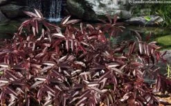 Rejoyce Coast Leucothoe (Leucothoe Axillaris) - 3 Gallon Pot 12 Rejoyce Coast Leucothoe (Leucothoe Axillaris) - 3 Gallon Pot -Garden Plants Shop leucothoe axillaris rejoyce 10