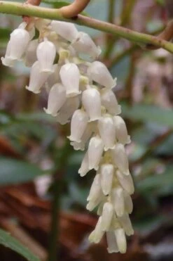 Rejoyce Coast Leucothoe (Leucothoe Axillaris) - 3 Gallon Pot 14 Rejoyce Coast Leucothoe (Leucothoe Axillaris) - 3 Gallon Pot -Garden Plants Shop leucothoe axillaris rejoyce 11