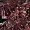 Rejoyce Coast Leucothoe (Leucothoe Axillaris) - 3 Gallon Pot -Garden Plants Shop leucothoe axillaris rejoyce 2