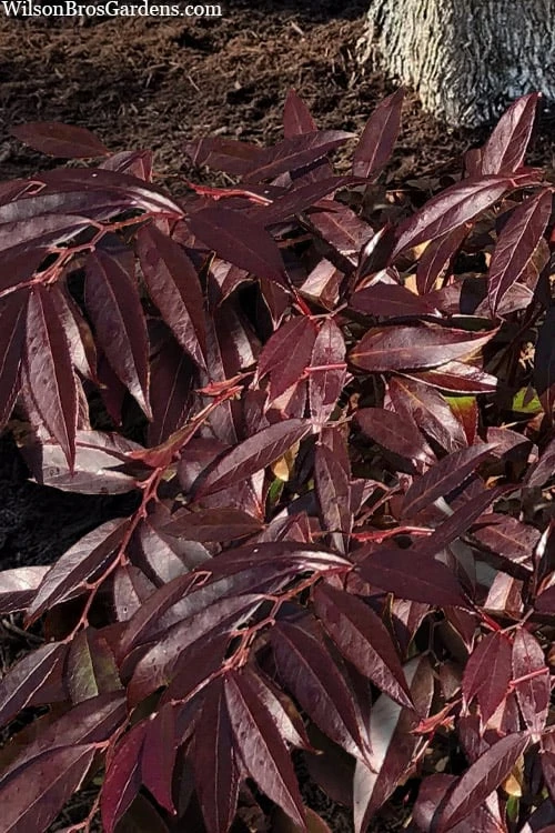 Rejoyce Coast Leucothoe (Leucothoe Axillaris) - 3 Gallon Pot 3 Rejoyce Coast Leucothoe (Leucothoe Axillaris) - 3 Gallon Pot