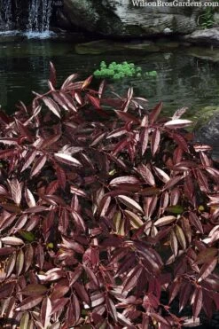 Rejoyce Coast Leucothoe (Leucothoe Axillaris) - 3 Gallon Pot 15 Rejoyce Coast Leucothoe (Leucothoe Axillaris) - 3 Gallon Pot -Garden Plants Shop leucothoe axillaris rejoyce 3