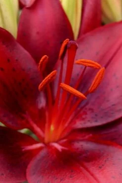 Tiny Comfort Asiatic Lily - 1 Gallon Pot 13 Tiny Comfort Asiatic Lily - 1 Gallon Pot -Garden Plants Shop lilium asiaticum tiny comfort asian lily 1