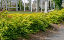 Thunderbolt Golden Box Honeysuckle - 3 Gallon Pot -Garden Plants Shop lonicera nitida thunderbolt box honeysuckle 1