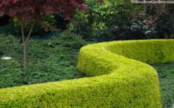 Thunderbolt Golden Box Honeysuckle - 3 Gallon Pot -Garden Plants Shop lonicera nitida thunderbolt box honeysuckle 4