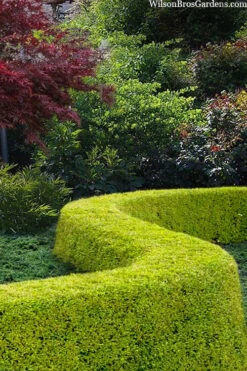 Thunderbolt Golden Box Honeysuckle - 3 Gallon Pot -Garden Plants Shop lonicera nitida thunderbolt box honeysuckle 5