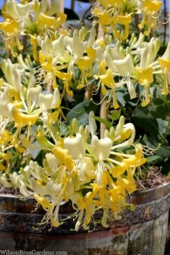 Scentsation Fragrant Yellow Honeysuckle - Lonicera Periclymenum - 1 Gallon Pot -Garden Plants Shop lonicera scentsation fragrant yellow honeysuckle 101