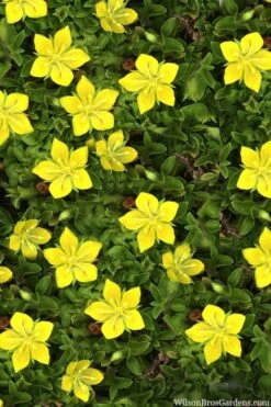 Yellow Star Creeper (Lysimachia Japonica Var. Minutissima) - 5 Pack Of Pint Pots -Garden Plants Shop lysimachia japonica minutissima dwarf creeping jenny 11