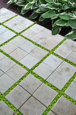 Yellow Star Creeper (Lysimachia Japonica Var. Minutissima) - 5 Pack Of Pint Pots -Garden Plants Shop lysimachia japonica minutissima dwarf creeping jenny 200