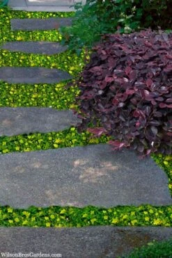 Yellow Star Creeper (Lysimachia Japonica Var. Minutissima) - 5 Pack Of Pint Pots -Garden Plants Shop lysimachia japonica minutissima dwarf creeping jenny 300