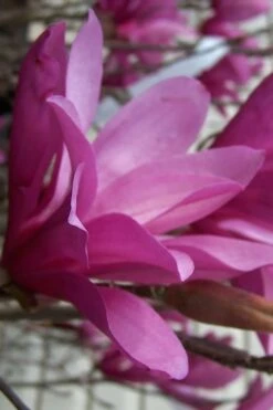 Ann Magnolia Tulip Tree - 2 Gallon Pot -Garden Plants Shop magnolia ann 30