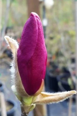 Betty Magnolia Tulip Tree - 1 Gallon Pot -Garden Plants Shop magnolia betty 21