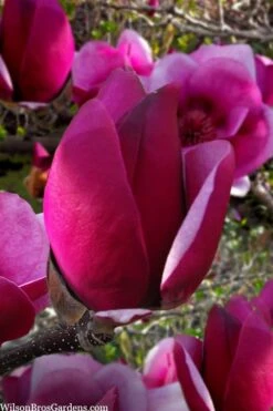 Cameo Magnolia Tulip Tree - 5 Gallon Pot -Garden Plants Shop magnolia cameo tulip tree 1