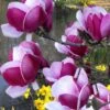 Cameo Magnolia Tulip Tree - 5 Gallon Pot -Garden Plants Shop magnolia cameo tulip tree 4