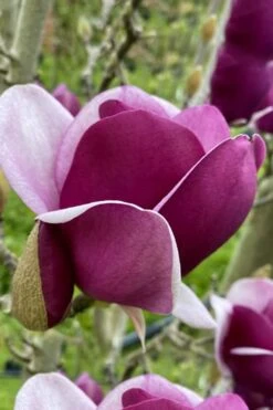 Cameo Magnolia Tulip Tree - 5 Gallon Pot -Garden Plants Shop magnolia cameo tulip tree 7
