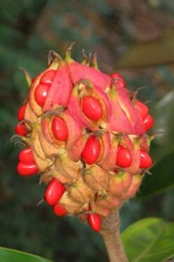 Victoria Cold Hardy Evergreen Magnolia - 7 Gallon Pot (3-4') -Garden Plants Shop magnolia edith bogue fruit 1 1