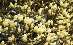 Elizabeth Magnolia (Tulip Tree) - 5 Gallon Pot -Garden Plants Shop magnolia elizabeth 15