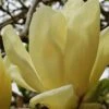 Elizabeth Magnolia (Tulip Tree) - 5 Gallon Pot -Garden Plants Shop magnolia elizabeth 17