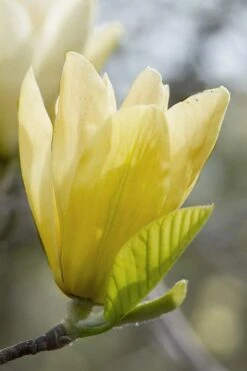 Elizabeth Magnolia (Tulip Tree) - 5 Gallon Pot -Garden Plants Shop magnolia elizabeth 2
