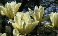 Elizabeth Magnolia (Tulip Tree) - 5 Gallon Pot -Garden Plants Shop magnolia elizabeth 4