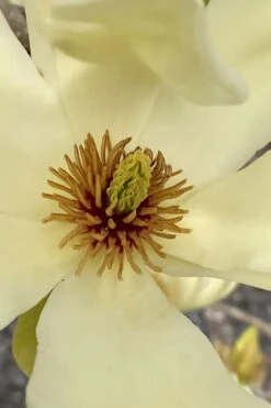 Elizabeth Magnolia (Tulip Tree) - 5 Gallon Pot -Garden Plants Shop magnolia elizabeth 6