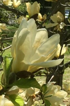 Elizabeth Magnolia (Tulip Tree) - 5 Gallon Pot -Garden Plants Shop magnolia elizabeth 8