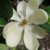 Green Shadow Sweetbay Magnolia Tree (Magnolia Virginiana) - 3 Gallon Pot (4-5') 1 Green Shadow Sweetbay Magnolia Tree (Magnolia Virginiana) - 3 Gallon Pot (4-5') -Garden Plants Shop magnolia green shadow sweetbay flower