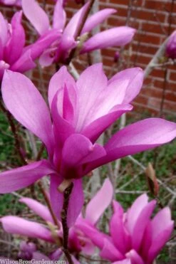 Jane Magnolia Tulip Tree - 5 Gallon Pot -Garden Plants Shop magnolia jane tulip tree 102 4