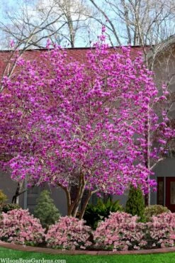 Jane Magnolia Tulip Tree - 3 Gallon Pot -Garden Plants Shop magnolia jane tulip tree 103 1