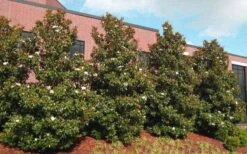 Little Gem Dwarf Southern Magnolia - 3 Gallon Pot (2.5-3.5') 14 Little Gem Dwarf Southern Magnolia - 3 Gallon Pot (2.5-3.5') -Garden Plants Shop magnolia little gem 11