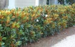 Little Gem Dwarf Southern Magnolia - 3 Gallon Pot (2.5-3.5') 18 Little Gem Dwarf Southern Magnolia - 3 Gallon Pot (2.5-3.5') -Garden Plants Shop magnolia little gem 12