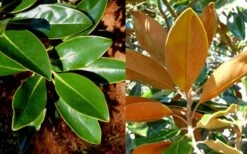 Little Gem Dwarf Southern Magnolia - 3 Gallon Pot (2.5-3.5') 16 Little Gem Dwarf Southern Magnolia - 3 Gallon Pot (2.5-3.5') -Garden Plants Shop magnolia little gem 16