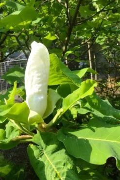Ashe's Dwarf Bigleaf Magnolia - 7 Gallon Pot -Garden Plants Shop magnolia macrophylla ashei dwarf bigleaf 2