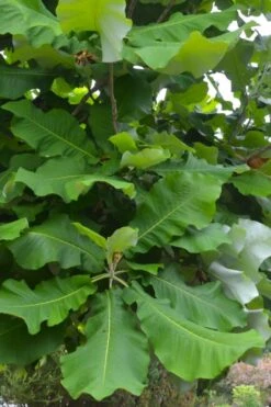 Ashe's Dwarf Bigleaf Magnolia - 7 Gallon Pot -Garden Plants Shop magnolia macrophylla ashei dwarf bigleaf 3