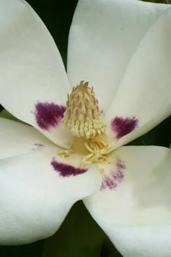 Ashe's Dwarf Bigleaf Magnolia - 7 Gallon Pot -Garden Plants Shop magnolia macrophylla ashei dwarf bigleaf 4