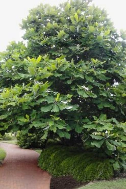 Ashe's Dwarf Bigleaf Magnolia - 7 Gallon Pot -Garden Plants Shop magnolia macrophylla ashei dwarf bigleaf 6