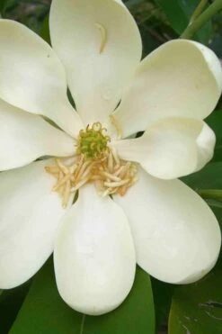 Moonglow Sweet Bay Magnolia Tree (Magnolia Virginiana 'Jim Wilson') - 7 Gallon Pot (6-7') 14 Moonglow Sweet Bay Magnolia Tree (Magnolia Virginiana 'Jim Wilson') - 7 Gallon Pot (6-7') -Garden Plants Shop magnolia moonglow sweetbay flower