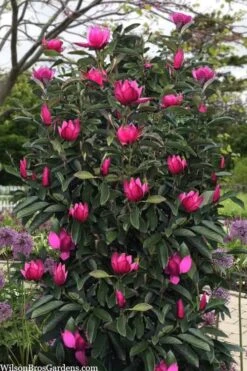 Pink Pyramid Magnolia (Tulip Tree) - 7 Gallon Pot -Garden Plants Shop magnolia pink pyramid tulip tree 120copy