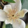 Serendipity Banana Shrub (Magnolia Figo) - 3 Gallon Pot -Garden Plants Shop magnolia serendipity banana shrub 1